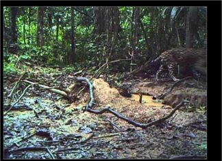 Postavio je skrivenu kameru duboko u šumi Amazona. Kada je pogledao snimak, imao je šta i da vidi… Postavio je skrivenu kameru duboko u šumi Amazona. Kada je pogledao snimak, imao je šta i da vidi…