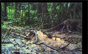 Postavio je skrivenu kameru duboko u šumi Amazona. Kada je pogledao snimak, imao je šta i da vidi… Postavio je skrivenu kameru duboko u šumi Amazona. Kada je pogledao snimak, imao je šta i da vidi…