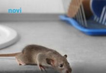 Riješite se miševa bez otrova: Moja baka stavi ovo ispred kuće i više ne dolaze Riješite se miševa bez otrova: Moja baka stavi ovo ispred kuće i više ne dolaze