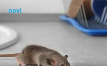 Riješite se miševa bez otrova: Moja baka stavi ovo ispred kuće i više ne dolaze Riješite se miševa bez otrova: Moja baka stavi ovo ispred kuće i više ne dolaze