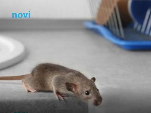 Riješite se miševa bez otrova: Moja baka stavi ovo ispred kuće i više ne dolaze Riješite se miševa bez otrova: Moja baka stavi ovo ispred kuće i više ne dolaze