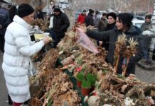 Šta se radi sa badnjakom posle Božića Da li je greh ako ga bacite u kontejner? Šta se radi sa badnjakom posle Božića Da li je greh ako ga bacite u kontejner?