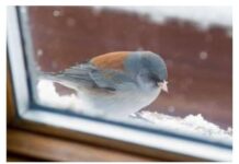 Šta znači ako vam ptica uleti u kuću ili udari u prozor: Neće vam se svidjeti ovaj odgovor Šta znači ako vam ptica uleti u kuću ili udari u prozor: Neće vam se svidjeti ovaj odgovor