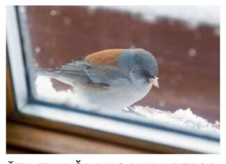 Šta znači ako vam ptica uleti u kuću ili udari u prozor: Neće vam se svidjeti ovaj odgovor Šta znači ako vam ptica uleti u kuću ili udari u prozor: Neće vam se svidjeti ovaj odgovor