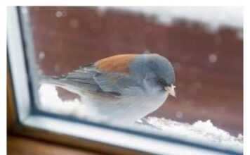 Šta znači ako vam ptica uleti u kuću ili udari u prozor: Neće vam se svidjeti ovaj odgovor Šta znači ako vam ptica uleti u kuću ili udari u prozor: Neće vam se svidjeti ovaj odgovor