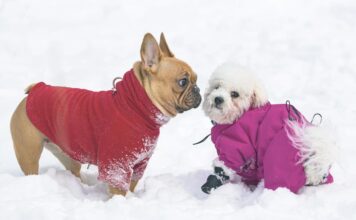 Treba li zimi oblačiti pse: Evo šta o tome misle veterinari Treba li zimi oblačiti pse: Evo šta o tome misle veterinari