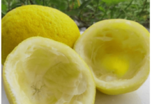 Uzmite koru od limuna i samo uradite ovo: Sudovi će biti blistavi kao nikad pre Uzmite koru od limuna i samo uradite ovo: Sudovi će biti blistavi kao nikad pre