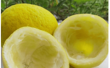 Uzmite koru od limuna i samo uradite ovo: Sudovi će biti blistavi kao nikad pre Uzmite koru od limuna i samo uradite ovo: Sudovi će biti blistavi kao nikad pre