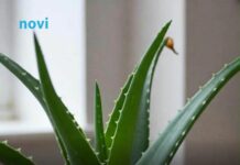 Viralni trik uz koji će vam aloa cvjetati kao luda: Svi su oduševljeni Viralni trik uz koji će vam aloa cvjetati kao luda: Svi su oduševljeni