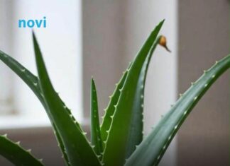 Viralni trik uz koji će vam aloa cvjetati kao luda: Svi su oduševljeni Viralni trik uz koji će vam aloa cvjetati kao luda: Svi su oduševljeni