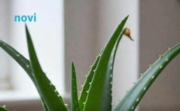 Viralni trik uz koji će vam aloa cvjetati kao luda: Svi su oduševljeni Viralni trik uz koji će vam aloa cvjetati kao luda: Svi su oduševljeni