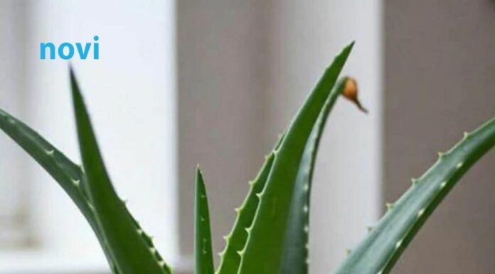 Viralni trik uz koji će vam aloa cvjetati kao luda: Svi su oduševljeni Viralni trik uz koji će vam aloa cvjetati kao luda: Svi su oduševljeni