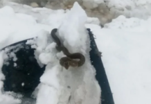 Zmija vidjena u snijegu- Sada narodno vjerovanje kaze da je to JAKO LOS ZNAK! Budite spremni Zmija vidjena u snijegu- Sada narodno vjerovanje kaze da je to JAKO LOS ZNAK! Budite spremni