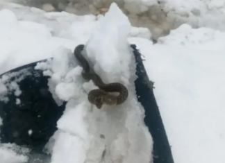 Zmija vidjena u snijegu- Sada narodno vjerovanje kaze da je to JAKO LOS ZNAK! Budite spremni Zmija vidjena u snijegu- Sada narodno vjerovanje kaze da je to JAKO LOS ZNAK! Budite spremni