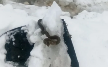 Zmija vidjena u snijegu- Sada narodno vjerovanje kaze da je to JAKO LOS ZNAK! Budite spremni Zmija vidjena u snijegu- Sada narodno vjerovanje kaze da je to JAKO LOS ZNAK! Budite spremni