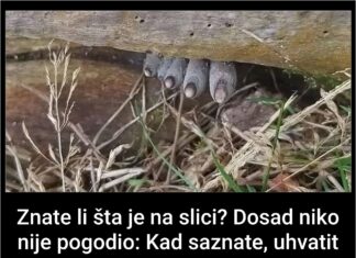 Znate li šta je na slici? Dosad niko nije pogodio: Kad saznate, uhvatit ćete se za glavu – ovo niste ni slutili Znate li šta je na slici? Dosad niko nije pogodio: Kad saznate, uhvatit ćete se za glavu – ovo niste ni slutili