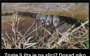 Znate li šta je na slici? Dosad niko nije pogodio: Kad saznate, uhvatit ćete se za glavu – ovo niste ni slutili Znate li šta je na slici? Dosad niko nije pogodio: Kad saznate, uhvatit ćete se za glavu – ovo niste ni slutili