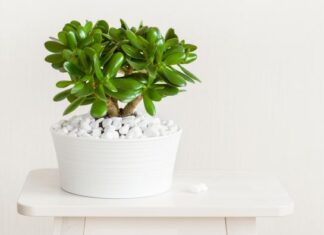 5 važnih koraka za drvo novca: Samo ovako će biti bujno i dugovečno 5 važnih koraka za drvo novca: Samo ovako će biti bujno i dugovečno