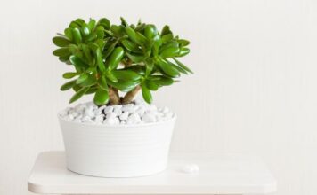 5 važnih koraka za drvo novca: Samo ovako će biti bujno i dugovečno 5 važnih koraka za drvo novca: Samo ovako će biti bujno i dugovečno