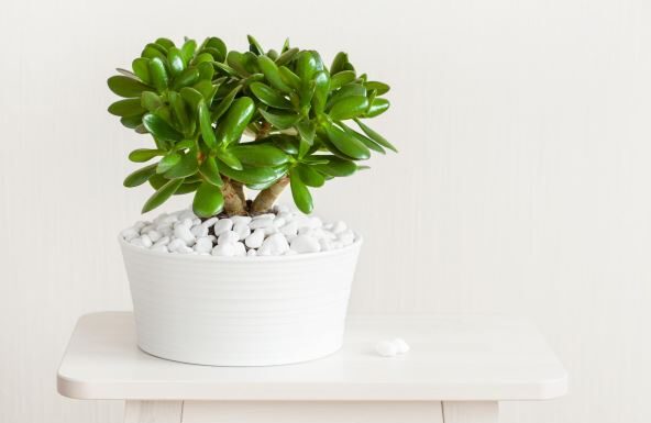 5 važnih koraka za drvo novca: Samo ovako će biti bujno i dugovečno 5 važnih koraka za drvo novca: Samo ovako će biti bujno i dugovečno