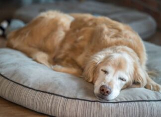 6 najlojalnijih pasa punih ljubavi: Nikad vas neće izdati, tvrdi dreser 6 najlojalnijih pasa punih ljubavi: Nikad vas neće izdati, tvrdi dreser