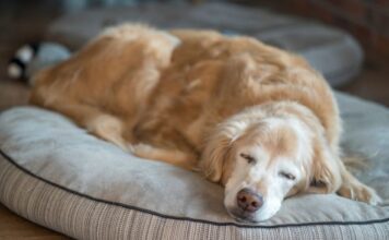 6 najlojalnijih pasa punih ljubavi: Nikad vas neće izdati, tvrdi dreser 6 najlojalnijih pasa punih ljubavi: Nikad vas neće izdati, tvrdi dreser