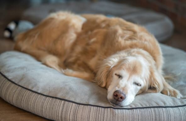 6 najlojalnijih pasa punih ljubavi: Nikad vas neće izdati, tvrdi dreser 6 najlojalnijih pasa punih ljubavi: Nikad vas neće izdati, tvrdi dreser