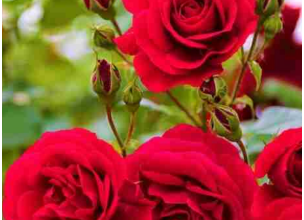 Ako volite ruže, februar ne smijete preskočiti jedan potez koji pravi čudo Ako volite ruže, februar ne smijete preskočiti jedan potez koji pravi čudo