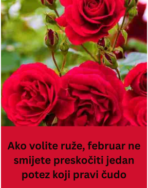 Ako volite ruže, februar ne smijete preskočiti jedan potez koji pravi čudo Ako volite ruže, februar ne smijete preskočiti jedan potez koji pravi čudo