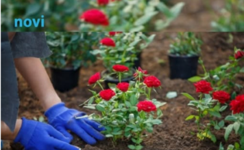 Cvijeće koje se sadi u februaru: Ove 4 vrste će cvjetati cijelo ljeto i krasiti vašu terasu Cvijeće koje se sadi u februaru: Ove 4 vrste će cvjetati cijelo ljeto i krasiti vašu terasu