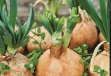 Evo šta će se dogoditi u vašem telu ako svaki dan jedete pola glavice luka Evo šta će se dogoditi u vašem telu ako svaki dan jedete pola glavice luka