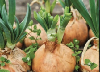 Evo šta će se dogoditi u vašem telu ako svaki dan jedete pola glavice luka Evo šta će se dogoditi u vašem telu ako svaki dan jedete pola glavice luka