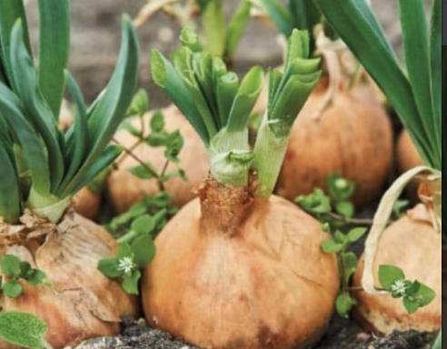 Evo šta će se dogoditi u vašem telu ako svaki dan jedete pola glavice luka Evo šta će se dogoditi u vašem telu ako svaki dan jedete pola glavice luka