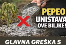 GLAVNA GREŠKA S PEPELOM! Ove biljke neće nahraniti, nego će ih UNIŠTITI! GLAVNA GREŠKA S PEPELOM! Ove biljke neće nahraniti, nego će ih UNIŠTITI!