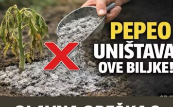 GLAVNA GREŠKA S PEPELOM! Ove biljke neće nahraniti, nego će ih UNIŠTITI! GLAVNA GREŠKA S PEPELOM! Ove biljke neće nahraniti, nego će ih UNIŠTITI!