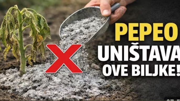 GLAVNA GREŠKA S PEPELOM! Ove biljke neće nahraniti, nego će ih UNIŠTITI! GLAVNA GREŠKA S PEPELOM! Ove biljke neće nahraniti, nego će ih UNIŠTITI!