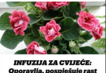 INFUZIJA ZA CVIJEĆE: Oporavlja, pospješuje rast biljaka, a pravi se od samo 2 sastojka! INFUZIJA ZA CVIJEĆE: Oporavlja, pospješuje rast biljaka, a pravi se od samo 2 sastojka!