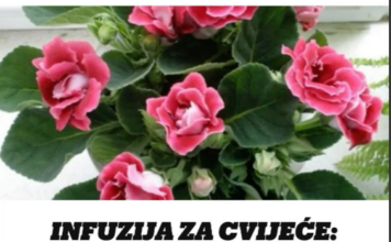 INFUZIJA ZA CVIJEĆE: Oporavlja, pospješuje rast biljaka, a pravi se od samo 2 sastojka! INFUZIJA ZA CVIJEĆE: Oporavlja, pospješuje rast biljaka, a pravi se od samo 2 sastojka!