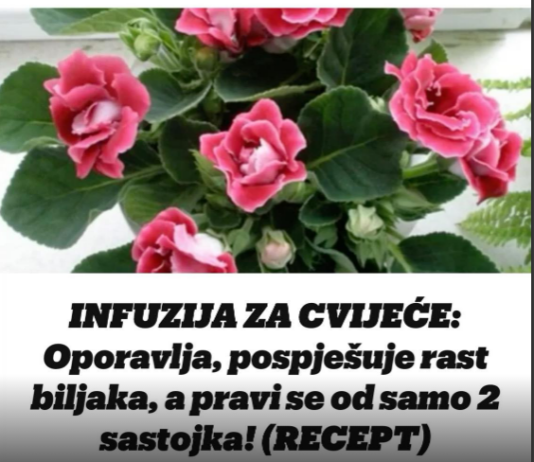INFUZIJA ZA CVIJEĆE: Oporavlja, pospješuje rast biljaka, a pravi se od samo 2 sastojka! INFUZIJA ZA CVIJEĆE: Oporavlja, pospješuje rast biljaka, a pravi se od samo 2 sastojka!