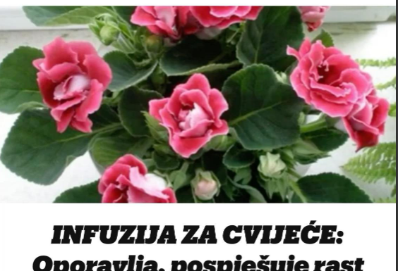 INFUZIJA ZA CVIJEĆE: Oporavlja, pospješuje rast biljaka, a pravi se od samo 2 sastojka! INFUZIJA ZA CVIJEĆE: Oporavlja, pospješuje rast biljaka, a pravi se od samo 2 sastojka!