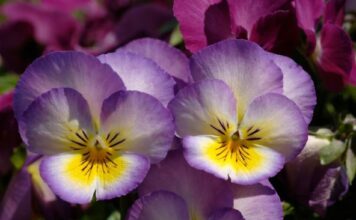 Jedini cvet koji će zasigurno uspeti na proleće, ako ga zasadite do kraja februara u bašti Jedini cvet koji će zasigurno uspeti na proleće, ako ga zasadite do kraja februara u bašti