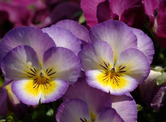 Jedini cvet koji će zasigurno uspeti na proleće, ako ga zasadite do kraja februara u bašti Jedini cvet koji će zasigurno uspeti na proleće, ako ga zasadite do kraja februara u bašti