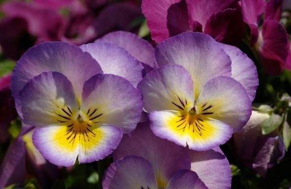 Jedini cvet koji će zasigurno uspeti na proleće, ako ga zasadite do kraja februara u bašti Jedini cvet koji će zasigurno uspeti na proleće, ako ga zasadite do kraja februara u bašti