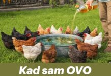 Kad sam OVO kokošima dodao u vodu, prinos jaja je eksplodirao Kad sam OVO kokošima dodao u vodu, prinos jaja je eksplodirao