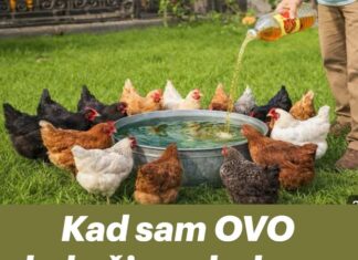 Kad sam OVO kokošima dodao u vodu, prinos jaja je eksplodirao Kad sam OVO kokošima dodao u vodu, prinos jaja je eksplodirao