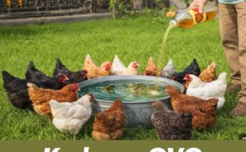 Kad sam OVO kokošima dodao u vodu, prinos jaja je eksplodirao Kad sam OVO kokošima dodao u vodu, prinos jaja je eksplodirao