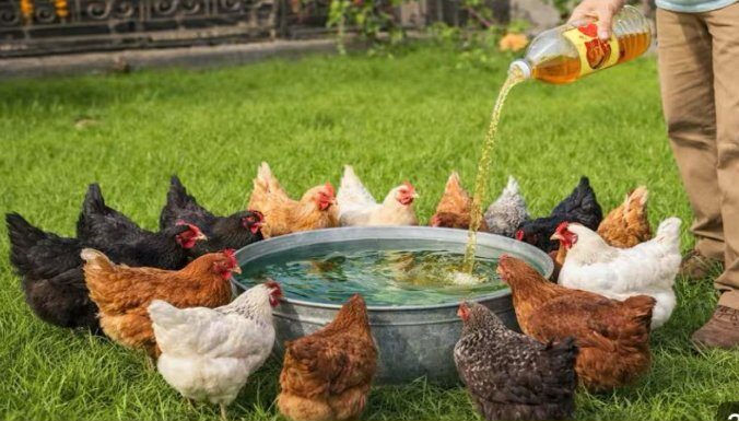 Kad sam OVO kokošima dodao u vodu, prinos jaja je eksplodirao Kad sam OVO kokošima dodao u vodu, prinos jaja je eksplodirao