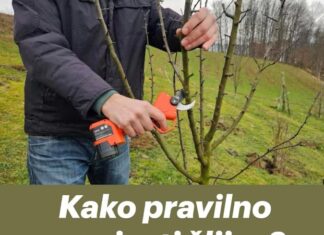 Kako pravilno orezivati šljive? Moj način uzgoja za bolji prinos Kako pravilno orezivati šljive? Moj način uzgoja za bolji prinos