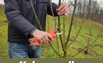 Kako pravilno orezivati šljive? Moj način uzgoja za bolji prinos Kako pravilno orezivati šljive? Moj način uzgoja za bolji prinos