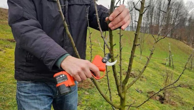 Kako pravilno orezivati šljive? Moj način uzgoja za bolji prinos Kako pravilno orezivati šljive? Moj način uzgoja za bolji prinos